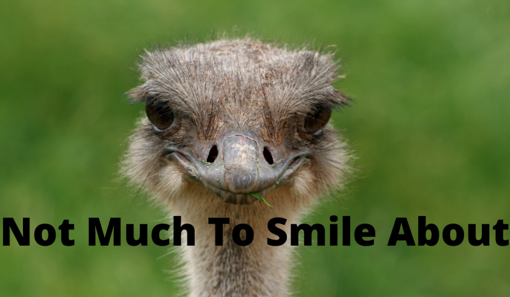 Not Much to Smile About Banner - Featuring an ostrich smiling at the camera