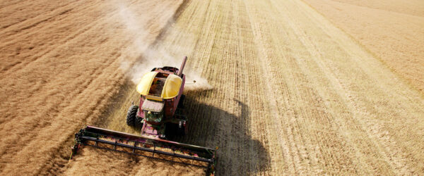Harvester in Field Aerial view of a combine harvester working in a large, golden wheat field, leaving a trail of cut straw behind it.