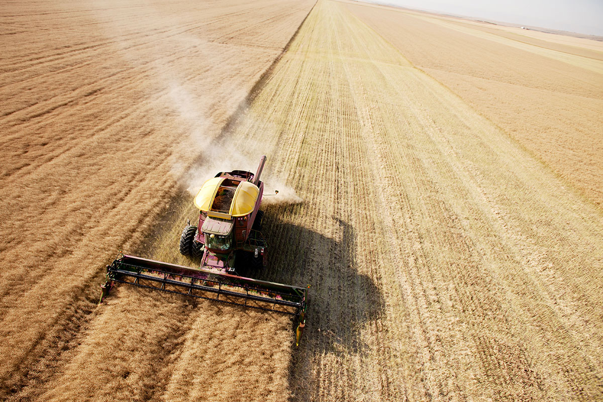 Aerial view of a combine harvester working in a large, golden wheat field, leaving a trail of cut straw behind it.